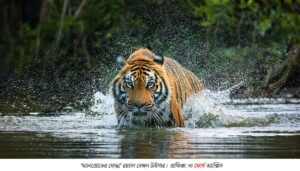 ‘ম্যানগ্রোভের যোদ্ধা’ থেকে ‘ফিরে আসা ছায়া’! বাঘের লড়াইয়ে আশার আলো দেখছে পশ্চিমবঙ্গ