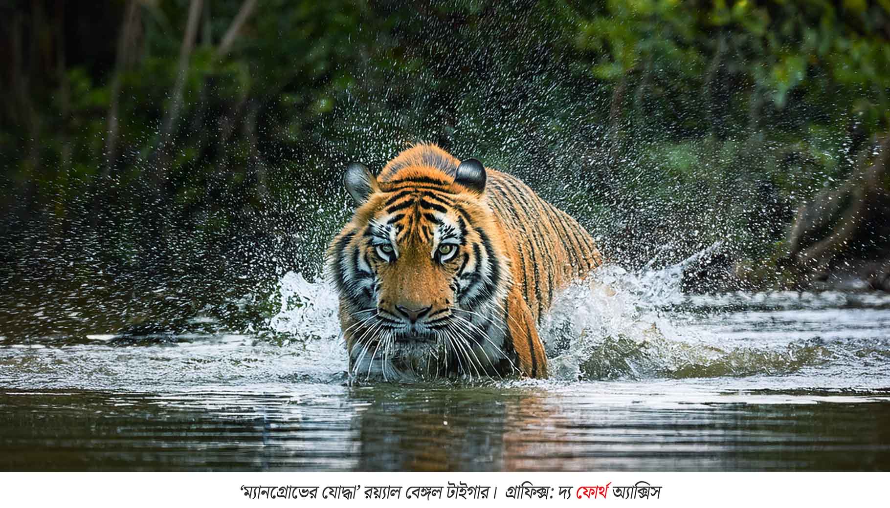 ‘ম্যানগ্রোভের যোদ্ধা’ থেকে ‘ফিরে আসা ছায়া’! বাঘের লড়াইয়ে আশার আলো দেখছে পশ্চিমবঙ্গ