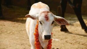 ভোটের বাজারে ‘প্রতীক’, ভোট ফুরোলে আস্তাকুড়!  জনমোহিনী রাজনীতির আসল চেহারা