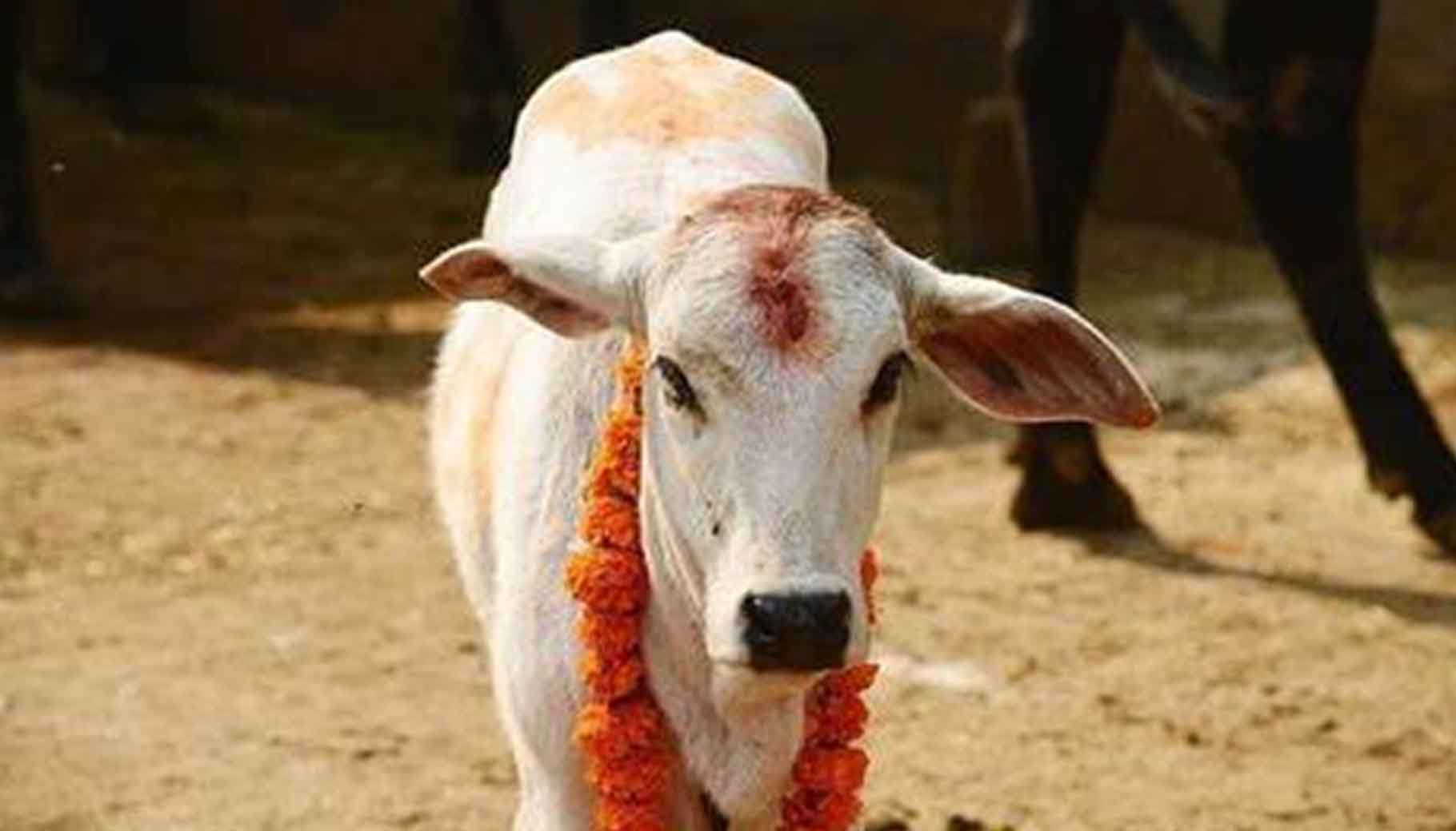 ভোটের বাজারে ‘প্রতীক’, ভোট ফুরোলে আস্তাকুড়!  জনমোহিনী রাজনীতির আসল চেহারা