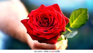লাল গোলাপেই খুলছে ভাগ্য! পশ্চিমবঙ্গে ফুলচাষে নতুন দিশা, ভরসা উৎসব-বিয়ের বাজার
