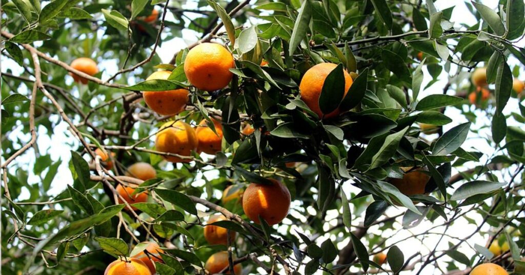 Sittong Orange tree