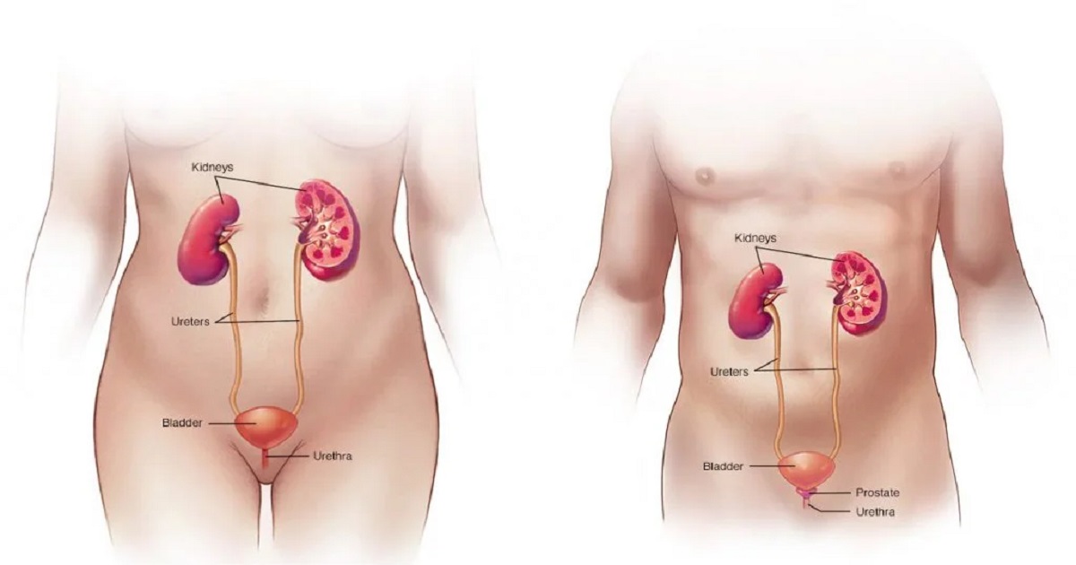 বার বার প্রস্রাব, হঠাৎ বেগ, চুঁইয়ে পড়া? Urinary Incontinence কী